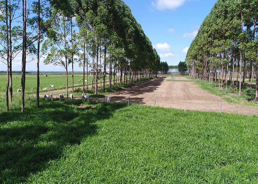 Mercado de carbono: uma oportunidade de ouro para o agronegócio brasileiro